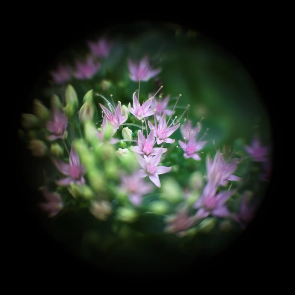 Photo ronde de petites fleurs, net au centre et flou sur les bords