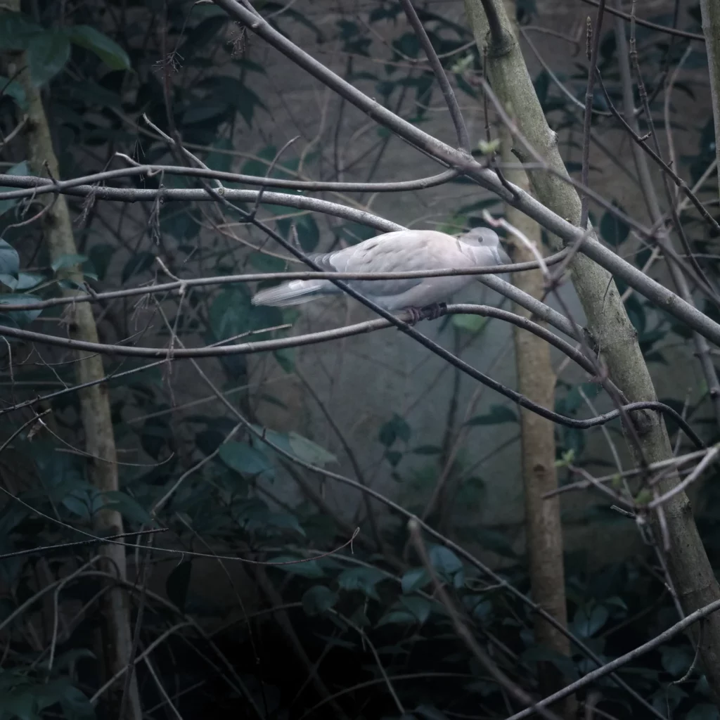 Photo nette d’un arbre, ou est pausé un oiseau flou, car il a bougé