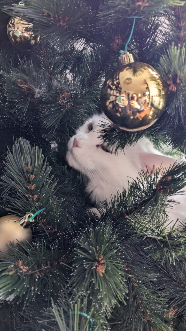 Chat réel dans sapin artificiel