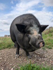 Cauchonmar attaque éclair !