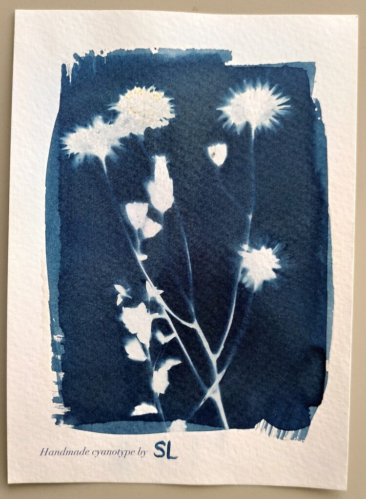 Impression en cyanotype de plusieurs fleurs (pissenlits, pâquerettes, petites fleurs bleues dont j'ai oublié le nom)