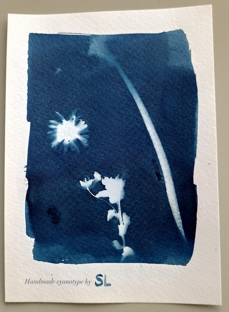 Impression en cyanotype d'un dandelion (qui ne se voit pas trop), d'une pâquerette et d'une petite fleur bleue dont j'ai oublié le nom