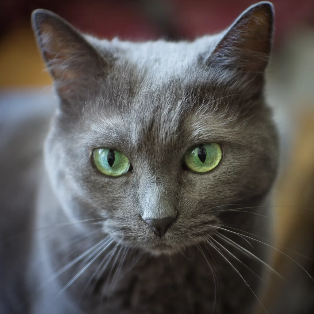 Portrait d’une chatte gris ardoise aux yeux vert jade. Mise au point sur son visage, le reste est flou.