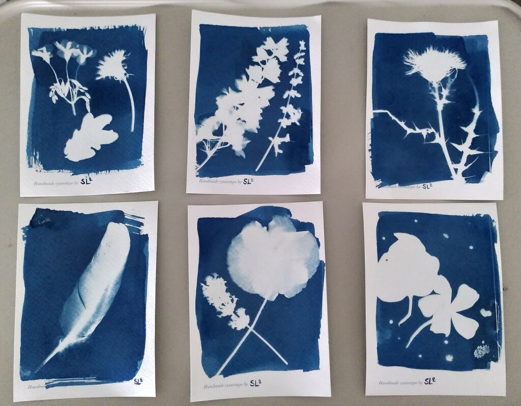 Série de six cyanotypes représentant la silhouette de divers végétaux (pissenlit, feuille de chêne, lavande, chardon, coquelicot, etc) et une plume.