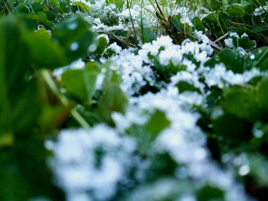 La photo montre des trèfles et de l’herbe recouverte de givre